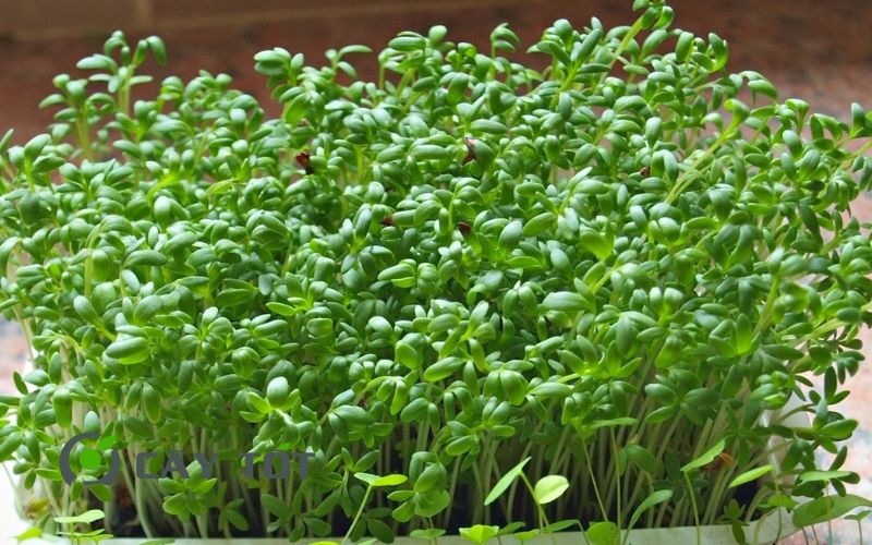 Hạt Giống Rau Mầm Củ Cải Trắng