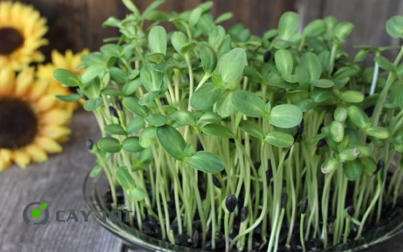 Hạt Giống Rau Mầm Hướng Dương