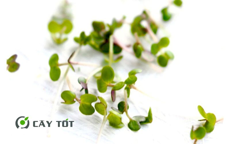 Hạt Giống Rau Mầm Cải Xanh
