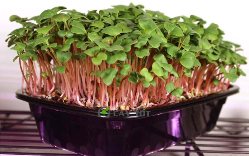 Hạt Giống Rau Mầm Củ Cải Đỏ