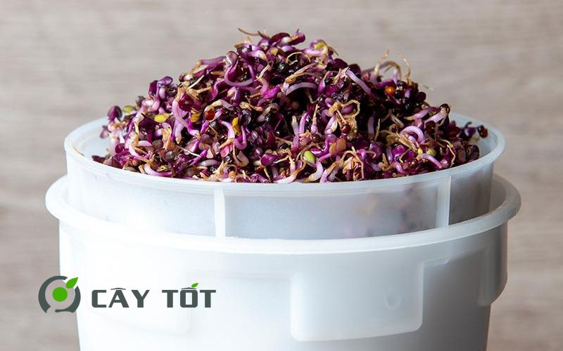 Hạt giống Rau Mầm Bắp Cải Tím