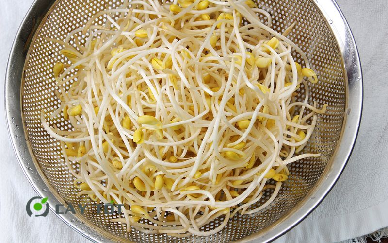 Hạt Giống Rau Mầm Đậu Nành