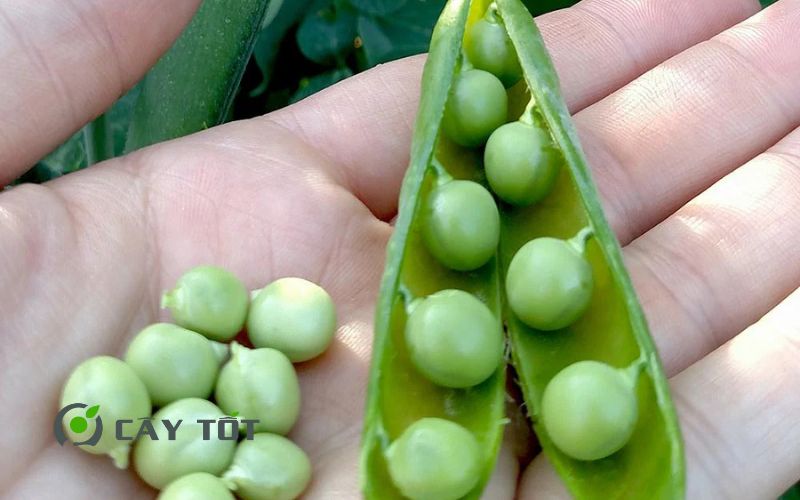 Hạt Giống Rau Mầm Đậu Hà Lan