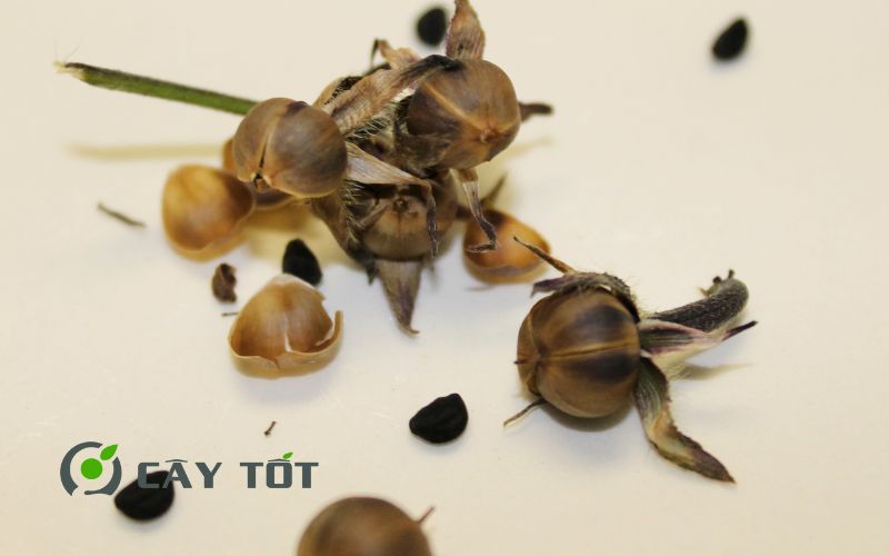 Hạt giống Rau Mầm Rau Muống