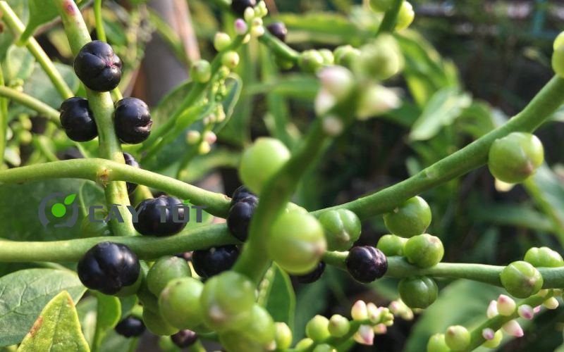 Hạt Giống Rau Mồng Tơi