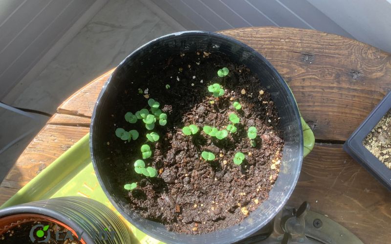 Hạt Giống Rau Mầm Tía Tô