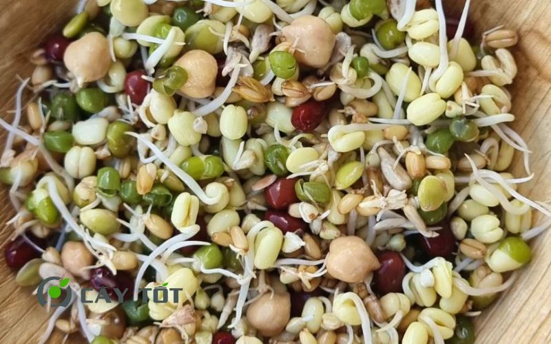 Hạt Giống Rau Mầm Hỗn Hợp