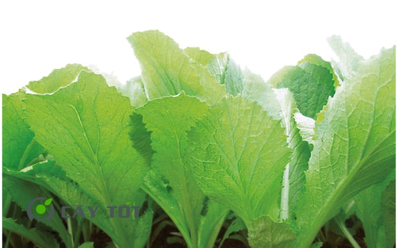 Hạt Giống Cải Bẹ Vàng