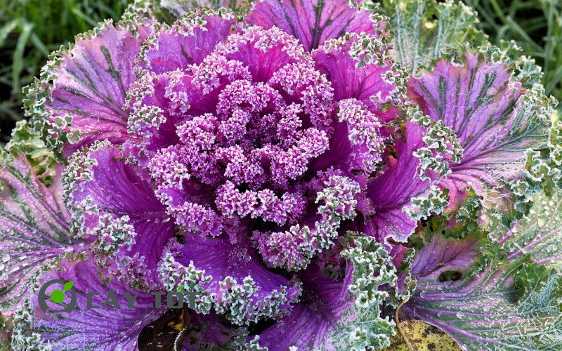 Hạt Giống Cải Xoăn Tím