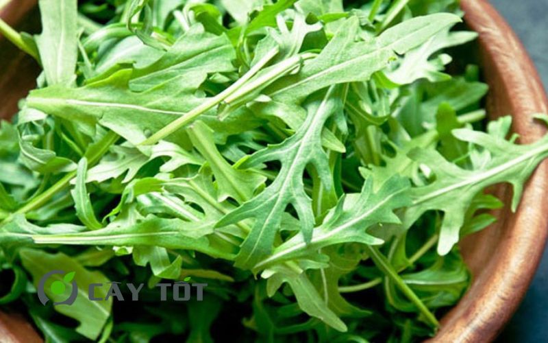 Hạt Giống Cải Rocket