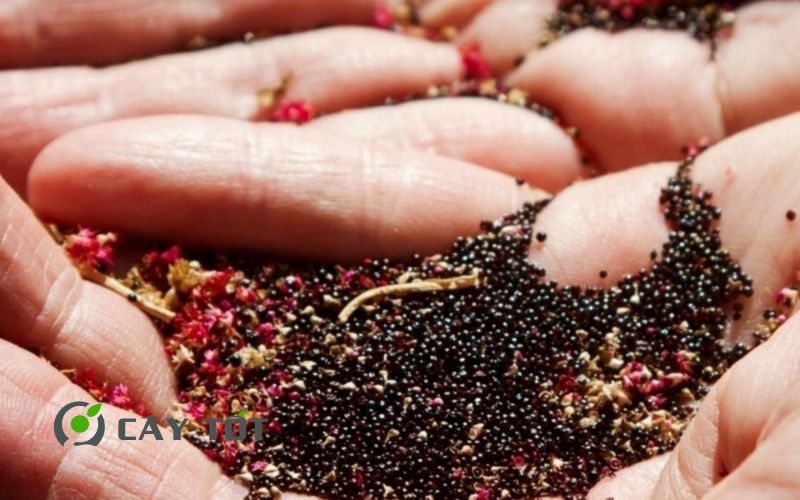 Hạt Giống Rau Dền Nhật