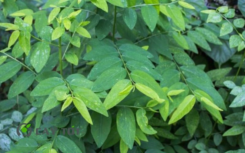 Hạt Giống Rau Ngót Ta