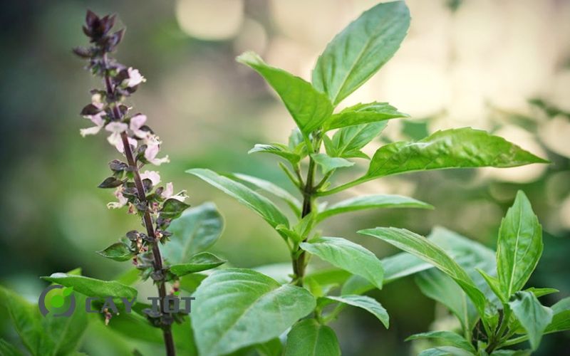 Hạt Giống Rau Húng Chó