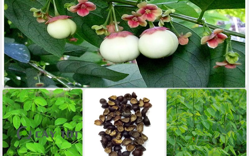 Hạt Giống Rau Ngót Nhật