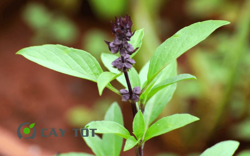 Hạt Giống Rau Thơm Quế