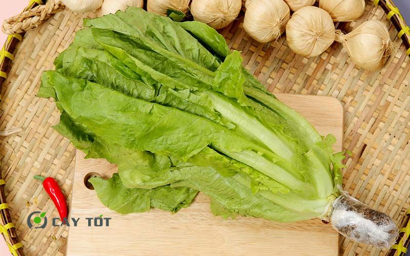 Hạt Giống Xà Lách Romaine