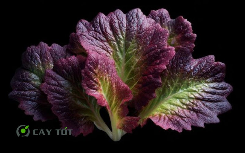Hạt Giống Xà Lách Tím