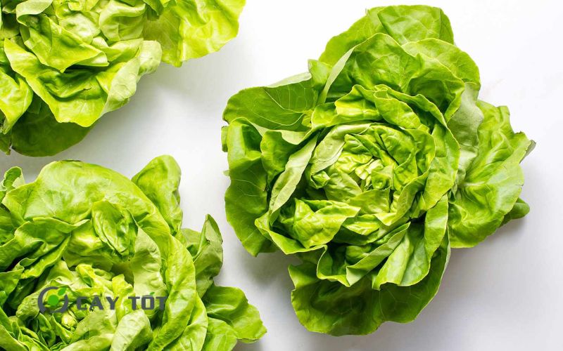 Hạt Giống Xà Lách Mỹ