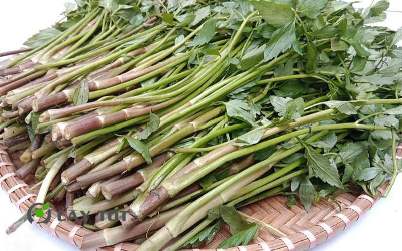 Hạt Giống Rau Cần Ống