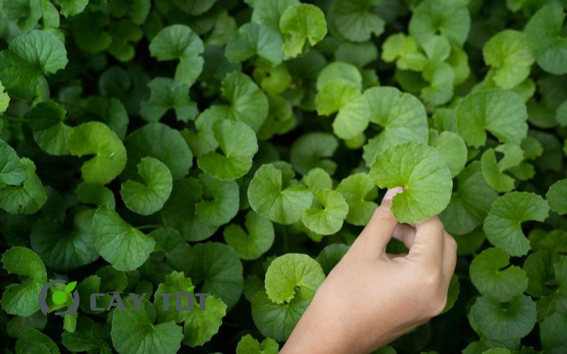 Hạt Giống Rau Má Đà Lạt