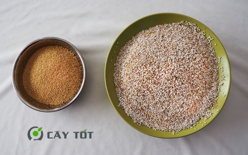 Hạt Giống Rau Má Đỏ