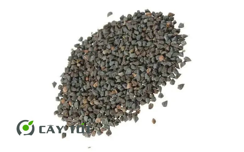 Hạt Giống Rau Đay