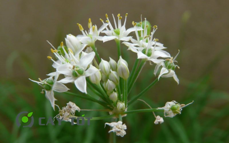 Hạt Giống Hẹ Nhật