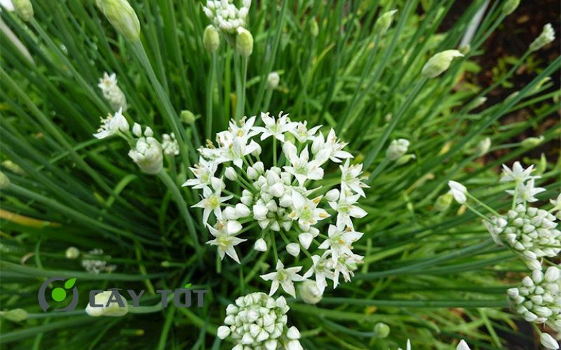 Hạt Giống Hẹ Cao Sản