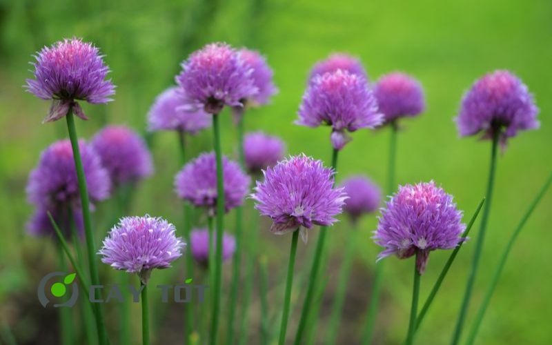 Hạt Giống Hẹ Tím