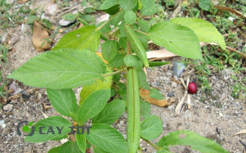 Hạt Giống Rau Đay Trắng