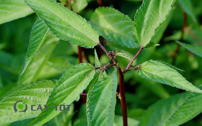 Hạt Giống Rau Đay Đỏ