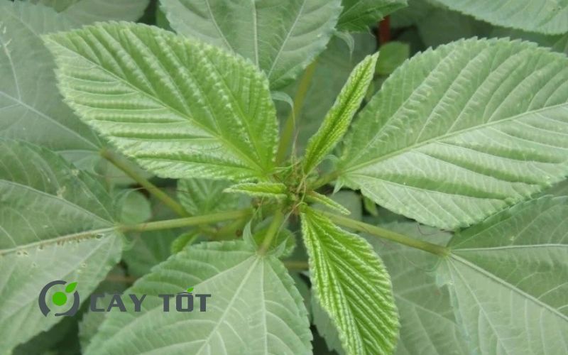 Hạt Giống Rau Đay Lá Tròn