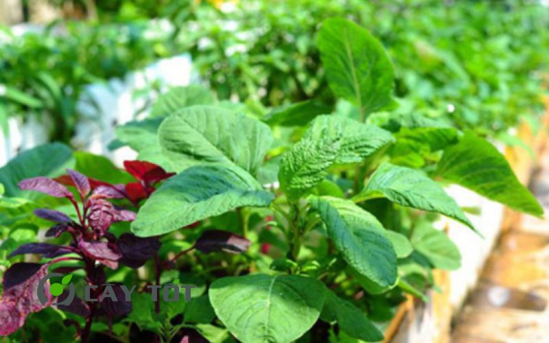 Hạt Giống Rau Đay Cao Sản