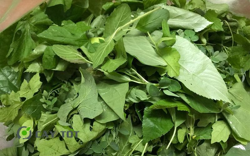 Hạt Giống Rau Tập Tàng