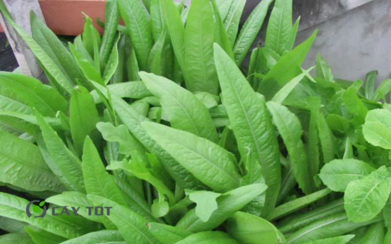 Hạt Giống Rau Diếp Thơm