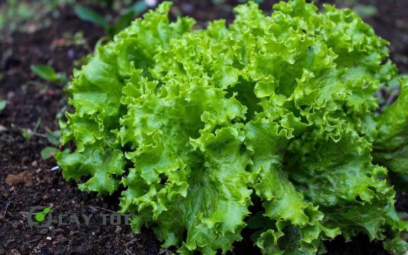 Hạt Giống Diếp Xoăn