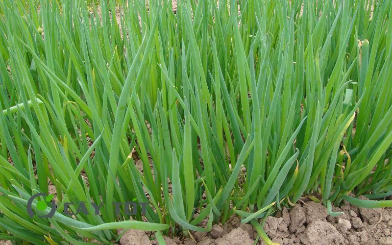 Hạt Giống Hành Lá