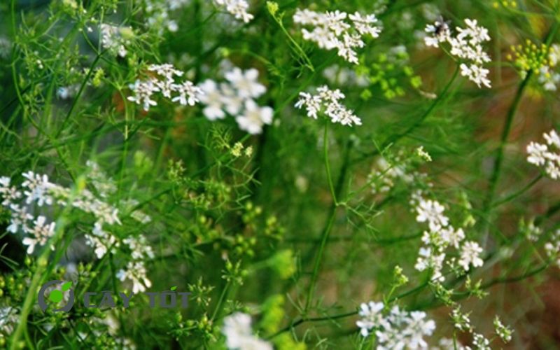 Hạt Giống Rau Mùi Già