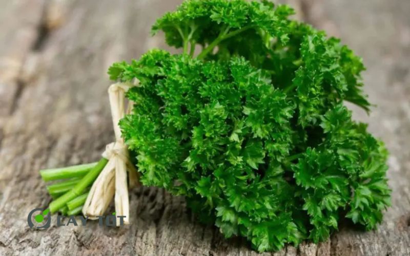 Hạt Giống Ngò Tây