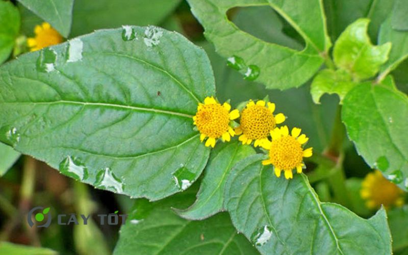 Hạt Giống Rau Cúc Áo