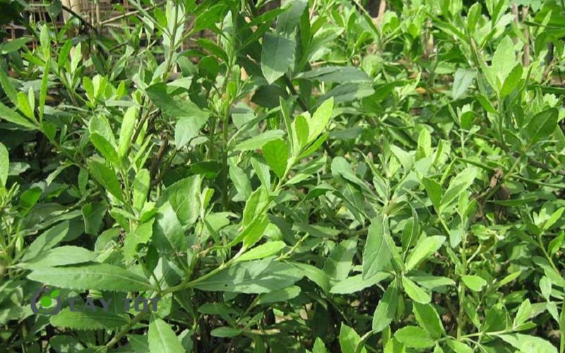 Hạt Giống Rau Cúc Tần