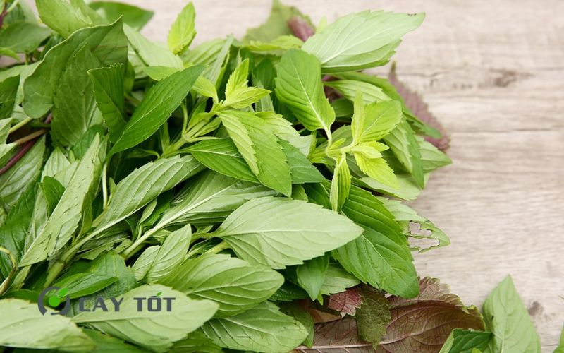 Hạt Giống Rau Thơm Thái