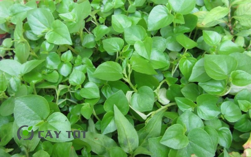 Hạt Giống Rau Càng Cua Đỏ