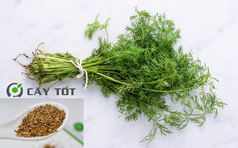 Hạt Giống Thì Là