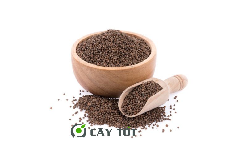 Hạt Giống Tía Tô