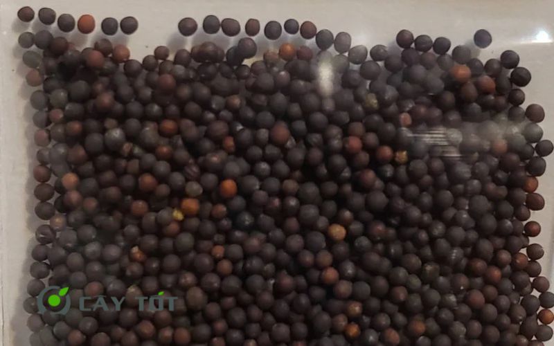 Hạt Giống Cải Ngọt