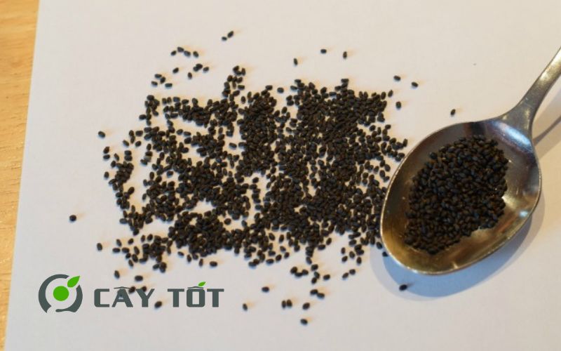 Hạt Giống Rau Húng Quế