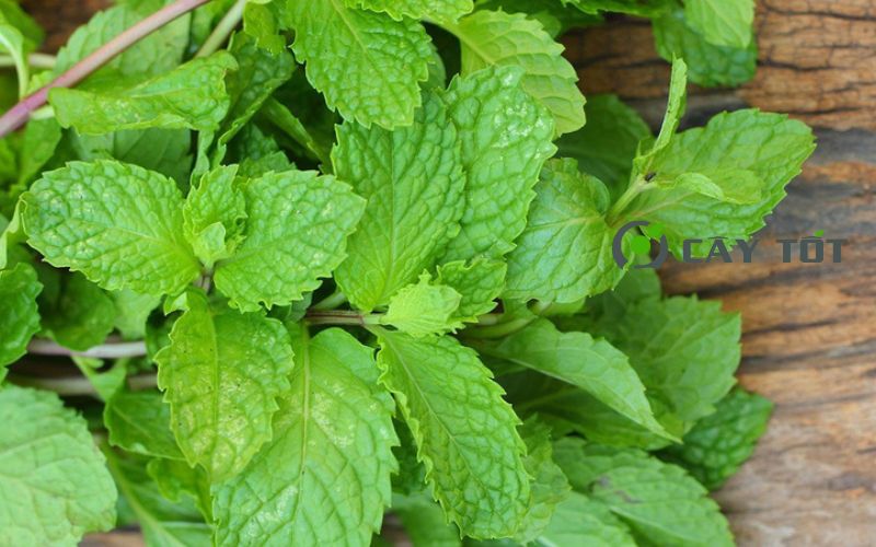 Hạt Giống Rau Húng Lủi