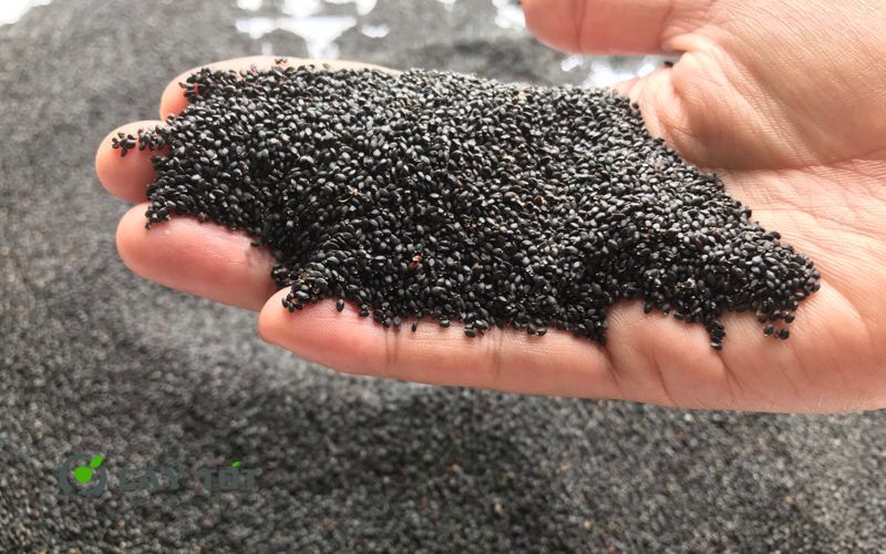 Hạt Giống Rau Húng Cây