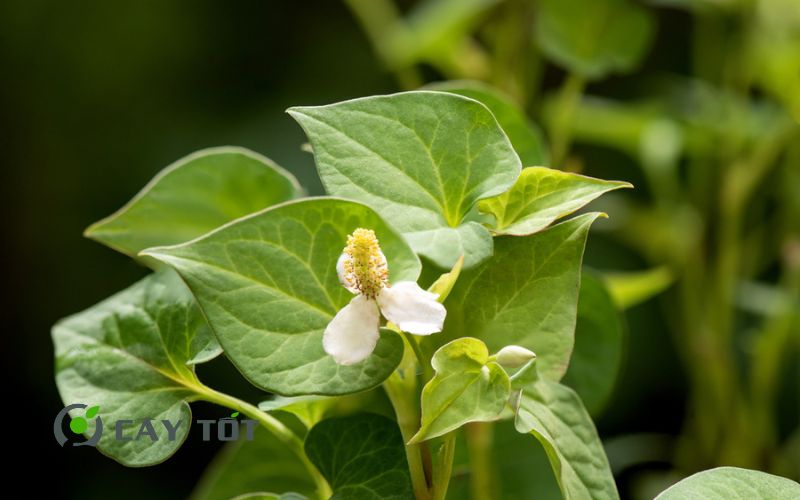 Hạt Giống Diếp Cá